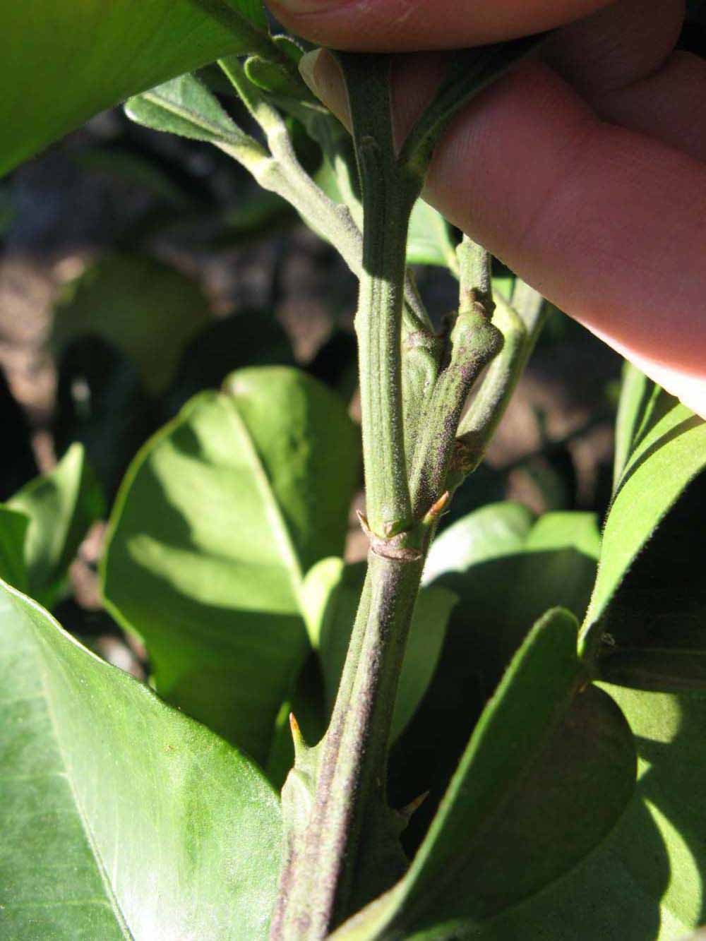            First year twig (Winter Haven, FL)   